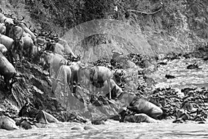 Wildebeest climbing a riverbank in black and white