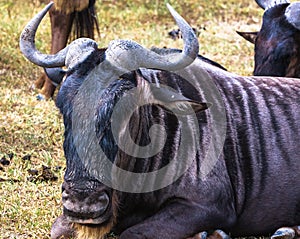 Wildebeest close up. Crater NgoroNgoro, Tanzania, Africa photo