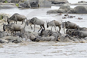 Wildebeest photo