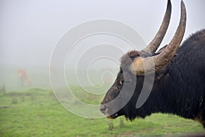 Wildebeest, Connochaetes, close up of its head