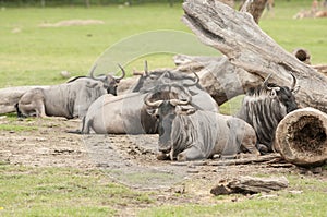 Wildebeest (Connochaetes gnou)