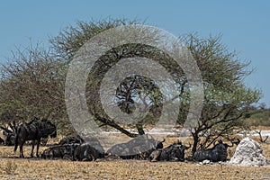 Wildebeest, Connochaetes in the shade of a tree, Botswana