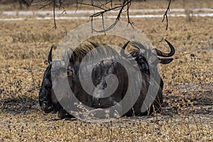 Wildebeest, Connochaetes in the shade of a tree, Botswana