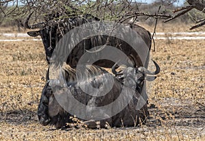 Wildebeest, Connochaetes in the shade of a tree, Botswana