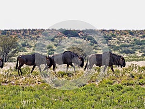 Wildebeest, Connochaetes t.taurinus,, Kalahari South Africa