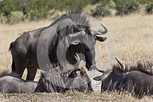 Wildebeest (Connochaetes taurinus) photo