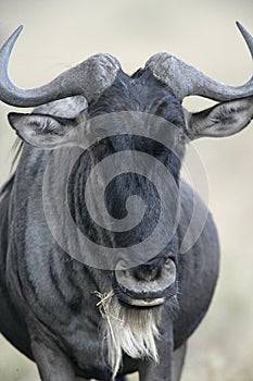 Wildebeest, Connochaetes taurinus