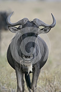 Wildebeest, Connochaetes taurinus