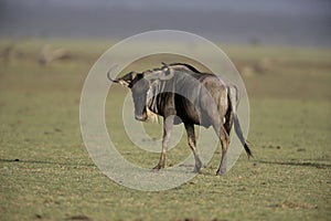 Wildebeest, Connochaetes taurinus