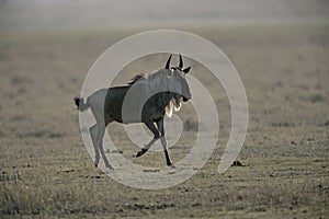 Wildebeest, Connochaetes taurinus