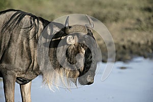 Wildebeest, Connochaetes taurinus