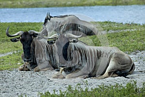 Wildebeest (Connochaetes taurinus)