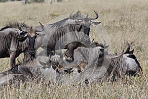 Wildebeest (Connochaetes taurinus) - Botswana