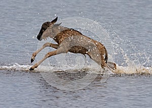 Wildebeest Connochaetes taurinus calf running through Ndutu Lake