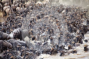 Wildebeest (Connochaetes taurinus) Great Migration