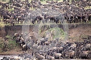 Wildebeest (Connochaetes taurinus) Great Migration