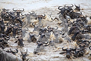 Wildebeest (Connochaetes taurinus) Great Migration photo