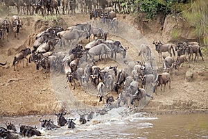 Wildebeest (Connochaetes taurinus) Great Migration photo