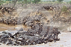 Wildebeest (Connochaetes taurinus) photo