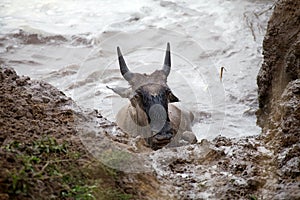 Wildebeest (Connochaetes taurinus) photo