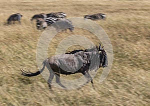 Wildebeest, Connochaetes taurinus, running in the tall grass of the savannah of the Masai Mara, Kenya, with zebra in the blurred b