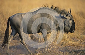 Wildebeest (Connochaetes Taurinus) on savannah