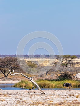 Wildebeest (Connochaetes taurinus) at a waterhole, Onguma Game, Namibia.