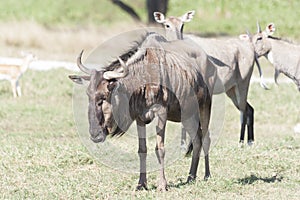 Wildebeest Connochaetes in Zoo park,Villahermosa,Tabasco,Mexico