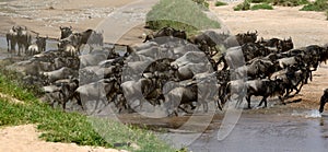 Wildebeest cross a river while migrating