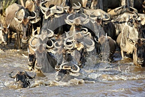 Wildebeest crossing Mara river