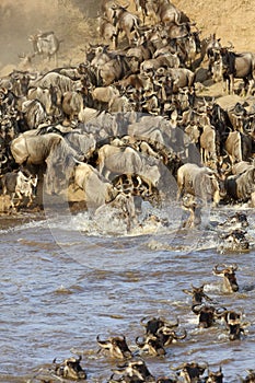 Wildebeest crossing Mara river