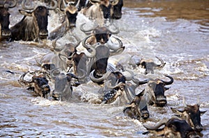 Wildebeest crossing Mara river