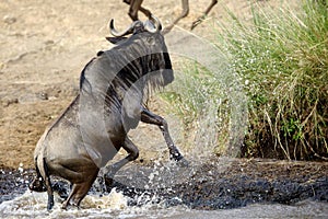 A Wildebeest crossing Mara river