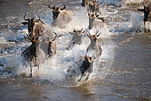 wildebeest crossing the mara river