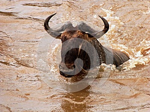 Wildebeest crossing the Mara river