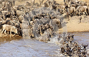 Wildebeest crossing Mara river, Masai Mara