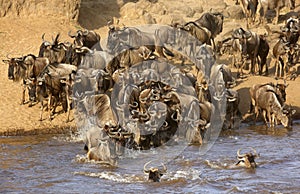 Wildebeest crossing Mara river, Masai Mara