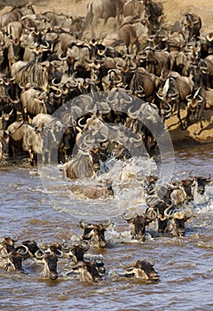 Wildebeest crossing Mara river with splash of water