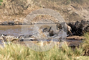 Wildebeest crossing Mara river with splash of water