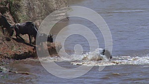 Wildebeest crossing river