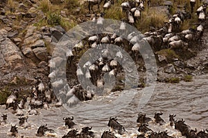 Wildebeest crossing river