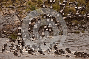 Wildebeest crossing river