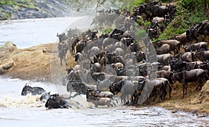 Wildebeest crossing a river in Masai Mara