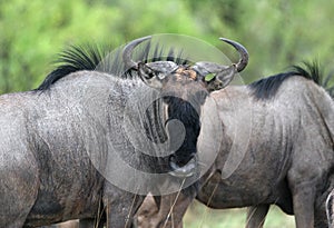 Wildebeest curiously looking at camera