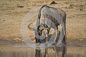 Wildebeest Drinking