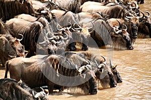 Wildebeest Drinking (Kenya)