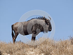 Wildebeest on dune against blue sky