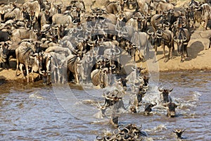 Wildebeest and dust along the Mara river