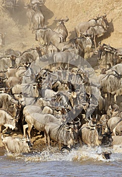 Wildebeest and dust along the Mara river