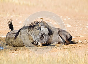 Wildebeest dust bathing